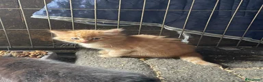 Mixed Breed 1