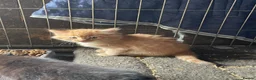 Mixed Breed cats for sale: 3 beautiful boy kittens for sale  - Advert 2