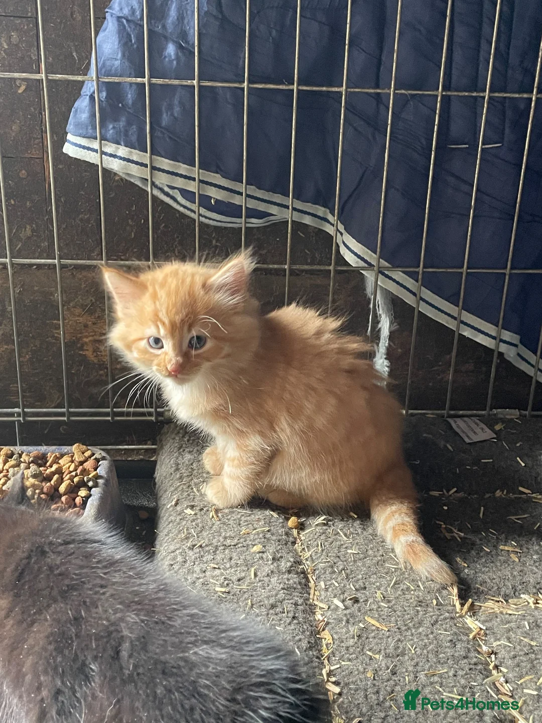 Mixed Breed cats for sale: 3 beautiful boy kittens for sale  - Advert 2