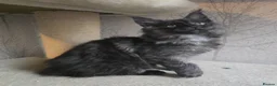Maine Coon cats for sale: Hand Reared Black Smoke Maine Coon Kittens - Advert 34