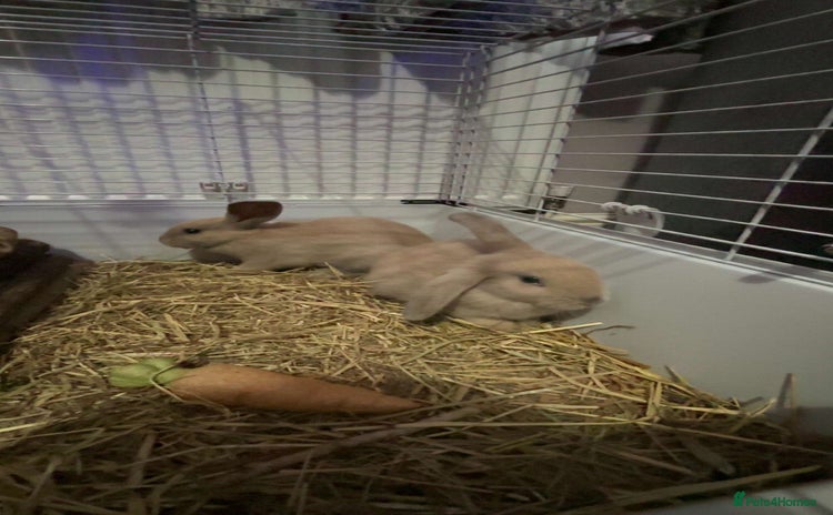 Mixed Breed rabbits - Advert 4