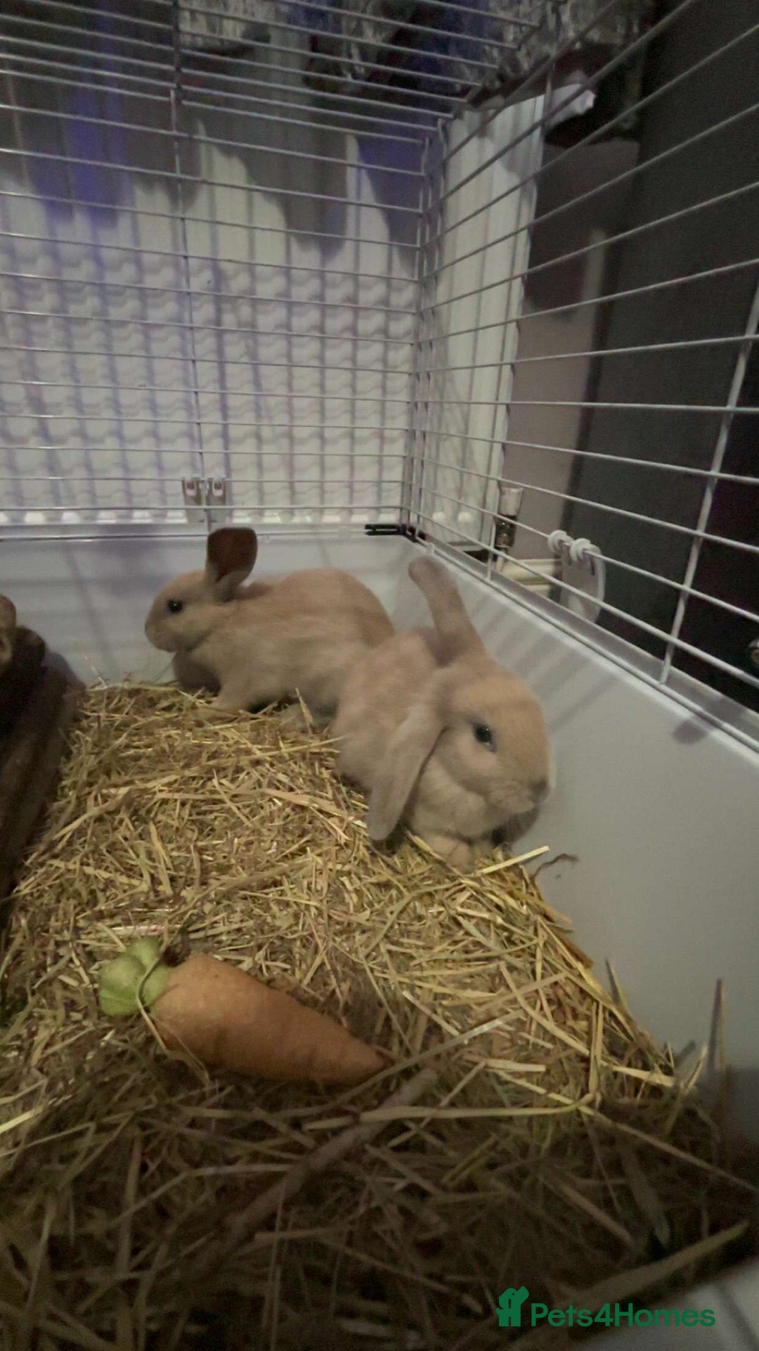 Mixed Breed rabbits for sale: 2 male bunnies looking for a new friendly home 9wk - Image 1