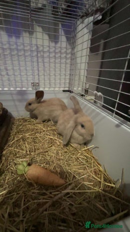 Mixed Breed rabbits 2 male bunnies looking for a new friendly home 9wk - Advert 3