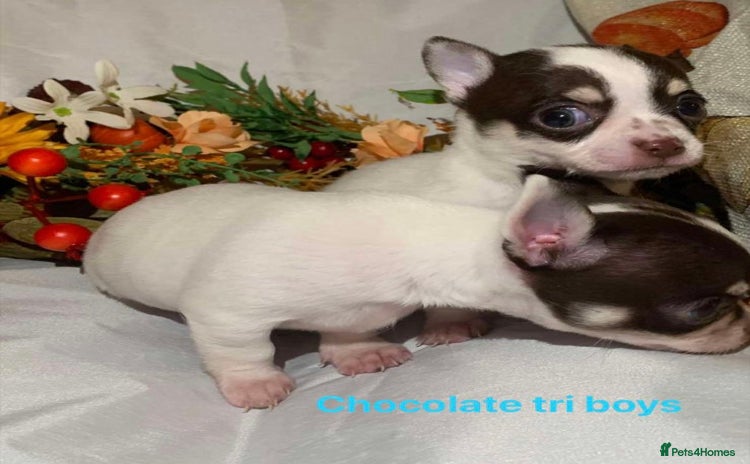 Chihuahua dogs - Advert 4