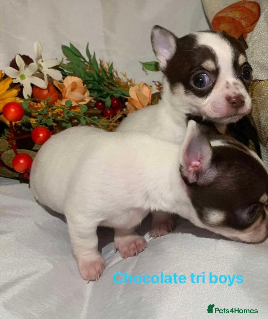 Chihuahua dogs for sale: Tiny chihuahua puppies  - Image 17