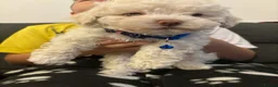 Havapoo dogs for sale: havapoo, beautiful puppies, 4 boys and 2 girls1200 - Advert 7