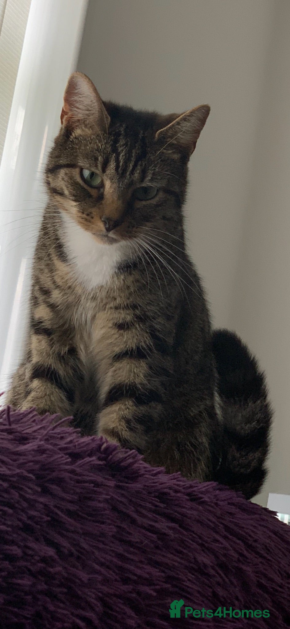 Mixed Breed cats Maddie - Advert 8