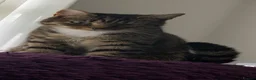 Mixed Breed cats for sale: Maddie - Advert 1