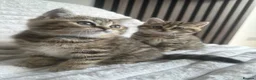 British Shorthair cats for sale: 😻Beautiful British Shorthair Kittens 🐈‍⬛ 🩷💙 - Advert 10