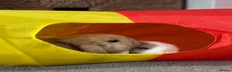 Mini Lop rabbits for sale: Beautiful baby mini lops - Advert 19