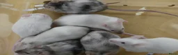 Mouse rodents for sale: Fancy Mice - Advert 7