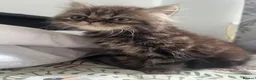 British Longhair cats for sale: Adorable Fluffy Kitten 🐾 - Advert 7