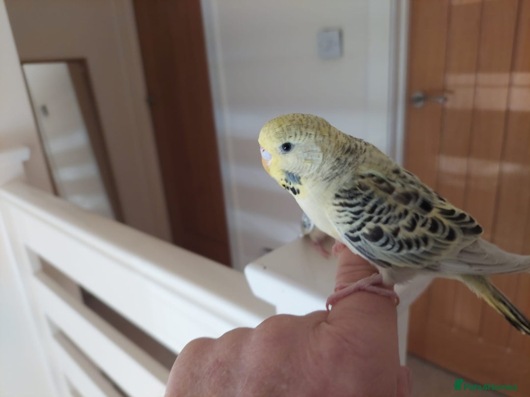 Budgerigars birds for sale: Tame Baby Budgies - Advert 13