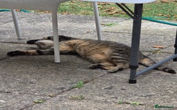 Domestic Shorthair cats for sale: Female Cat – Healthy, Neutered, Microchipped - Image 4