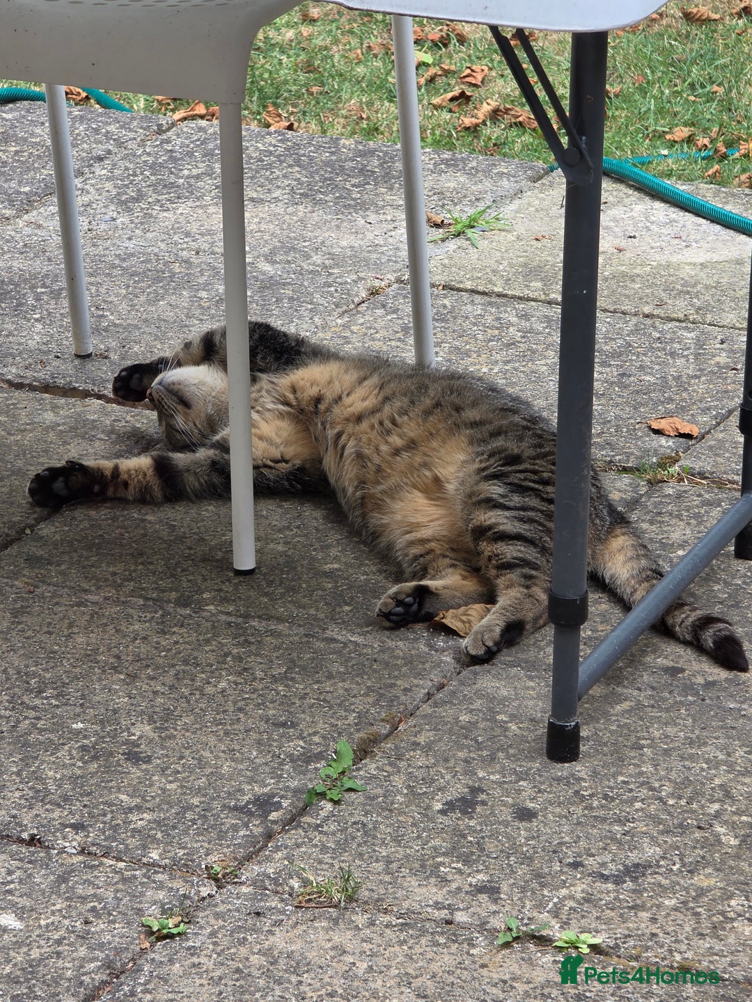 Domestic Shorthair cats for sale: Female Cat – Healthy, Neutered, Microchipped - Image 4