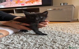 Mixed Breed cats for sale: Tortoiseshell/Mixed Kittens  - Image 9