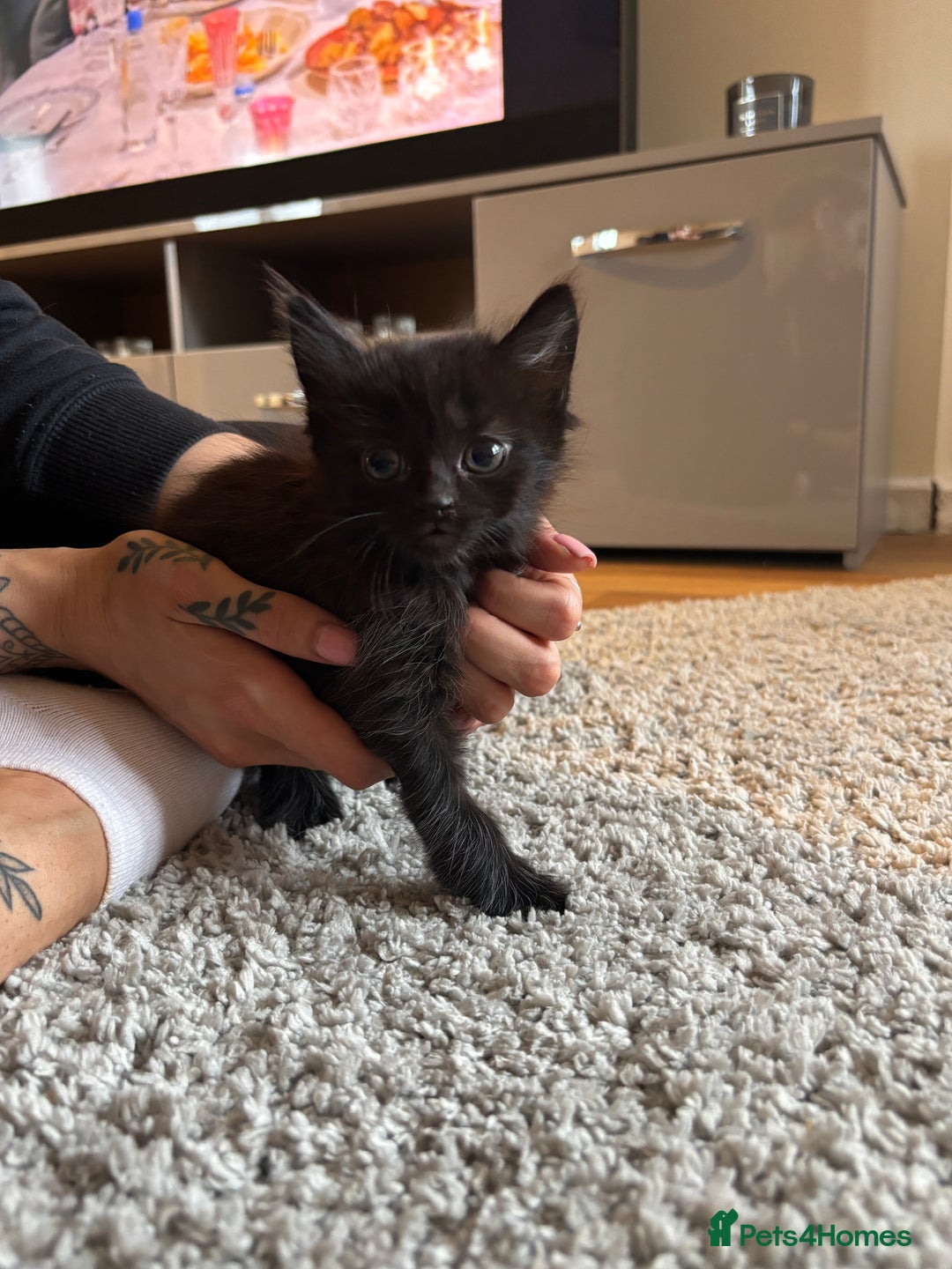 Mixed Breed cats for sale: Tortoiseshell/Mixed Kittens  - Image 9