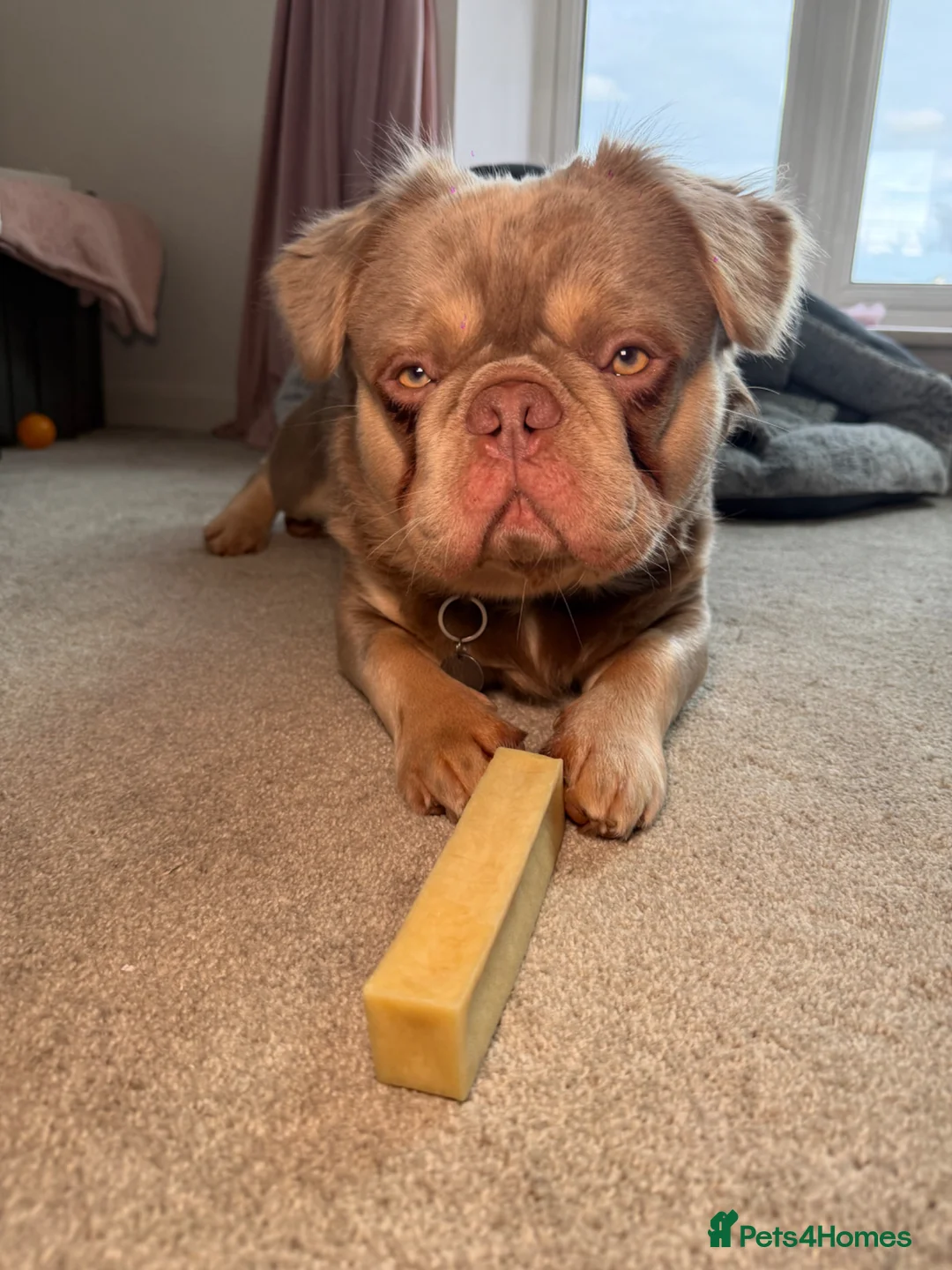 French Bulldog dogs for stud: 🐾 fluffy French Bulldog available for Stud 🐾 - Advert 1