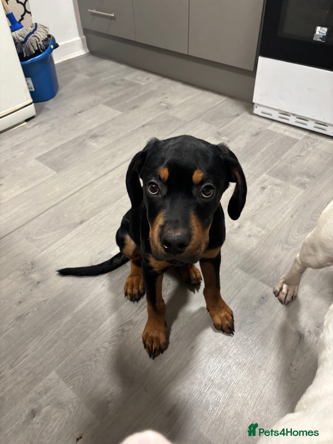 Mixed Breed dogs for sale: Cane corso x rotti - Advert 7