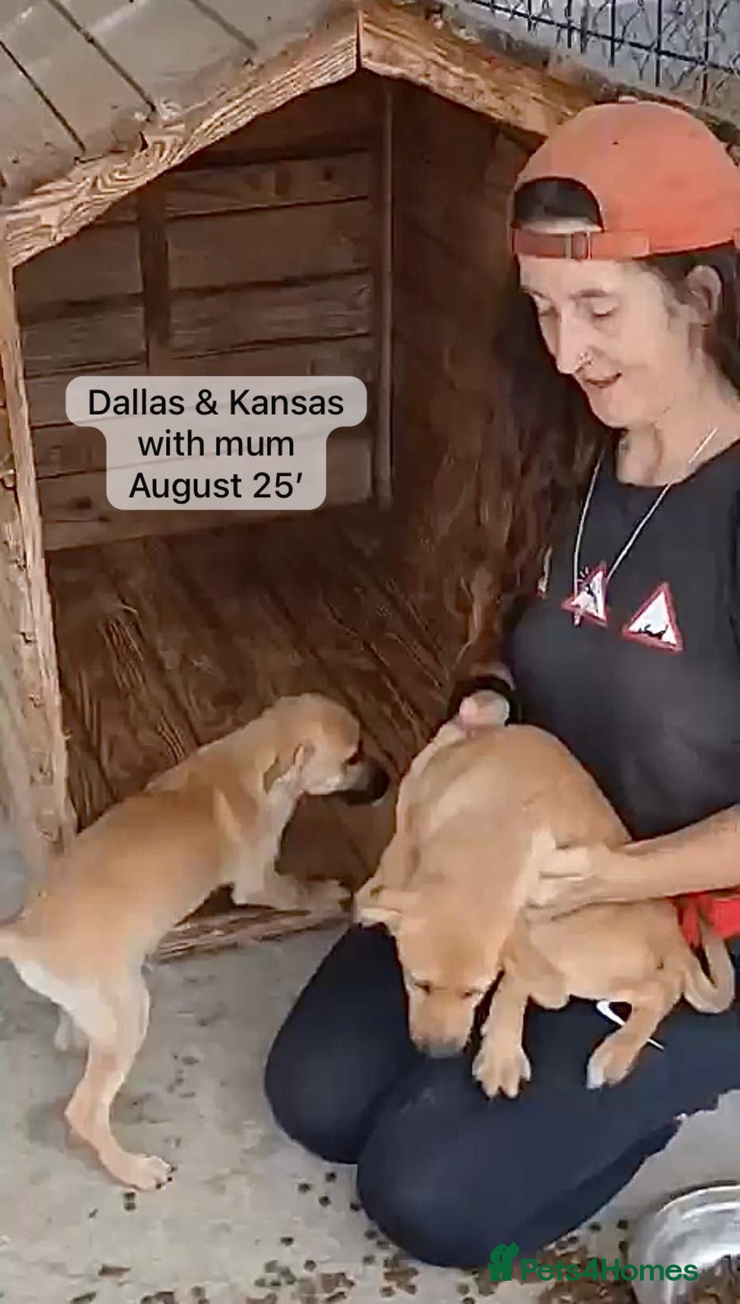 Mixed Breed dogs for adoption: Dallas, 6 months approx. Available for adoption. - Image 3