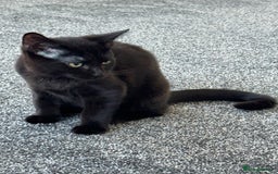 Mixed Breed cats for sale: Female black kitten - Image 1