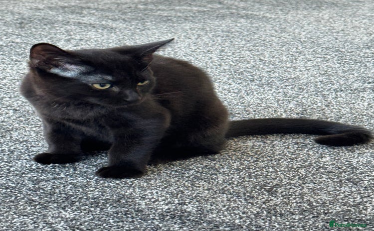 Mixed Breed cats - Advert 2