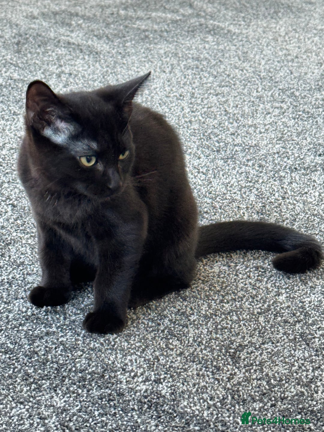 Mixed Breed cats for sale: Female black kitten - Image 1