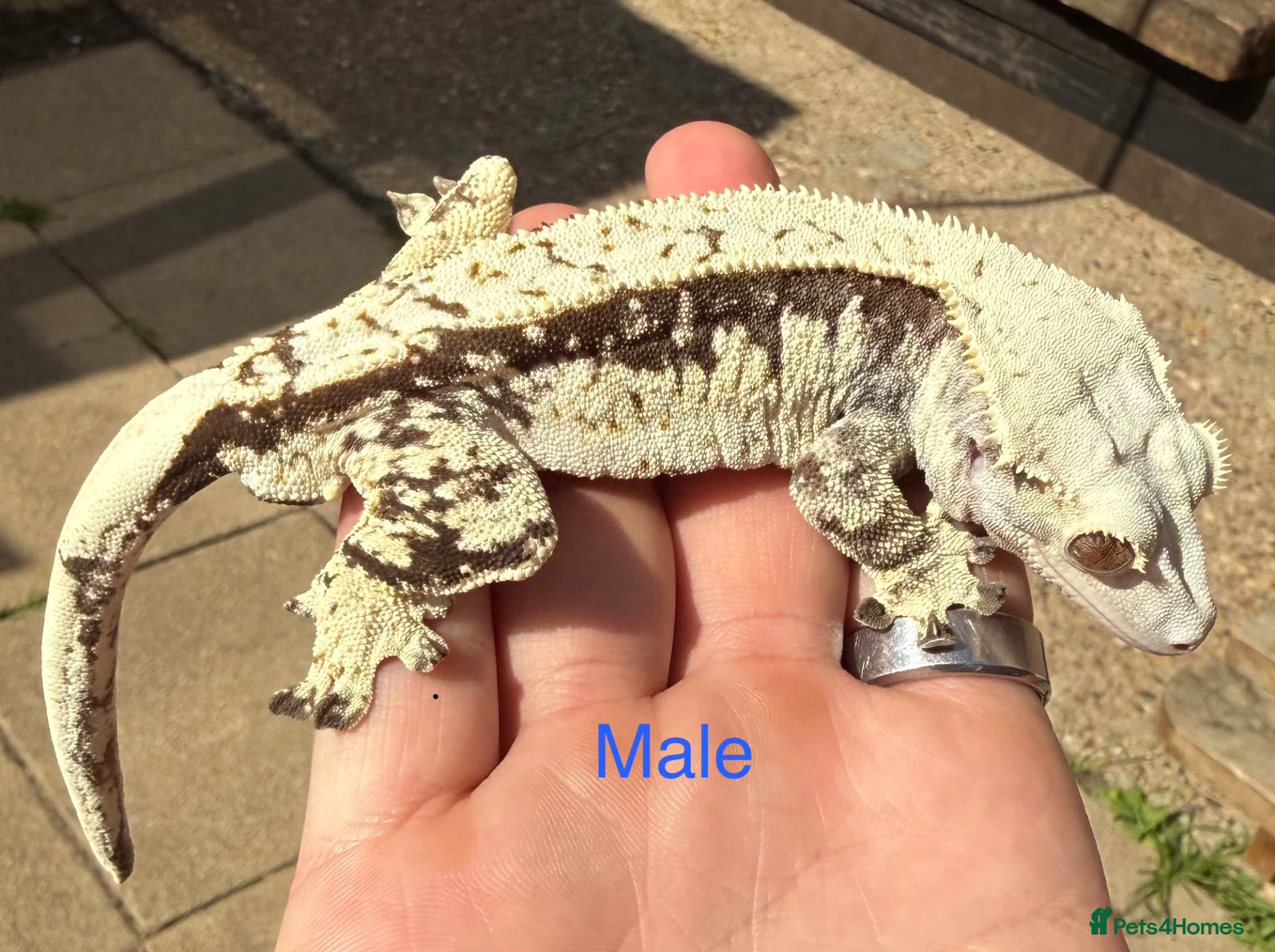 Gecko reptiles Male cresties  and setup  - Advert 2