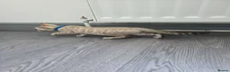 Bengal cats for sale: ACTIVE SNOW BENGAL KITTEN BLUE EYES TICA REGISTER - Advert 6