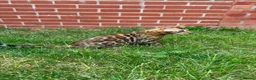 Bengal cats for sale: The last kitten: affectionate Bengal boy ❤️ - Advert 13
