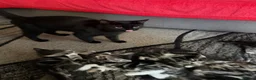 European cats for sale: Adorable Kittens - Advert 7