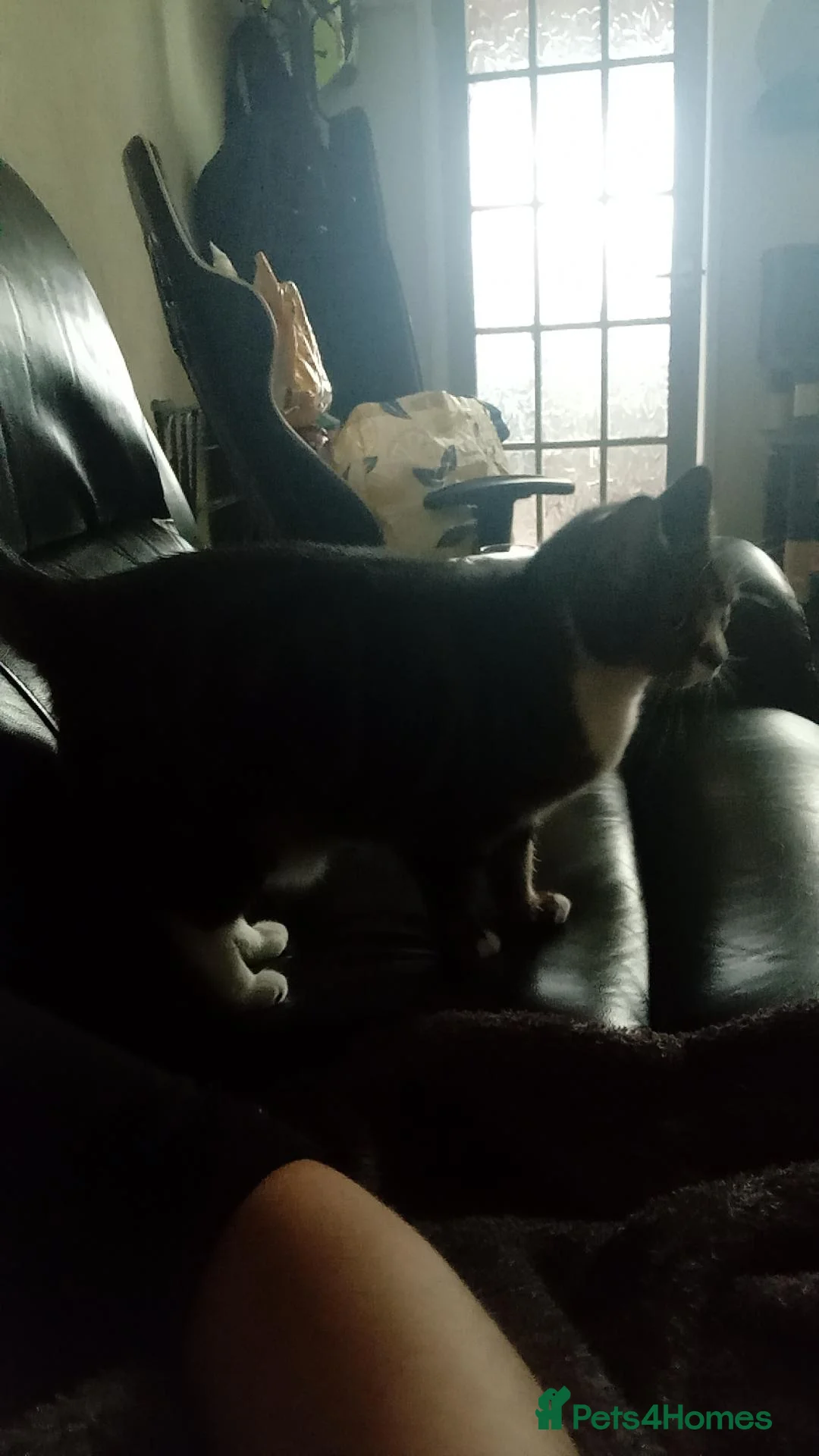 Mixed Breed cats for sale: Tiny  in Chesterfield - Advert 2
