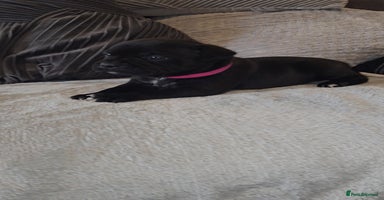 Staffordshire Bull Terrier dogs - Advert 7