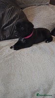 Staffordshire Bull Terrier dogs STAFFORDSHIRE BULL TERRIERS PUPS - Advert 4