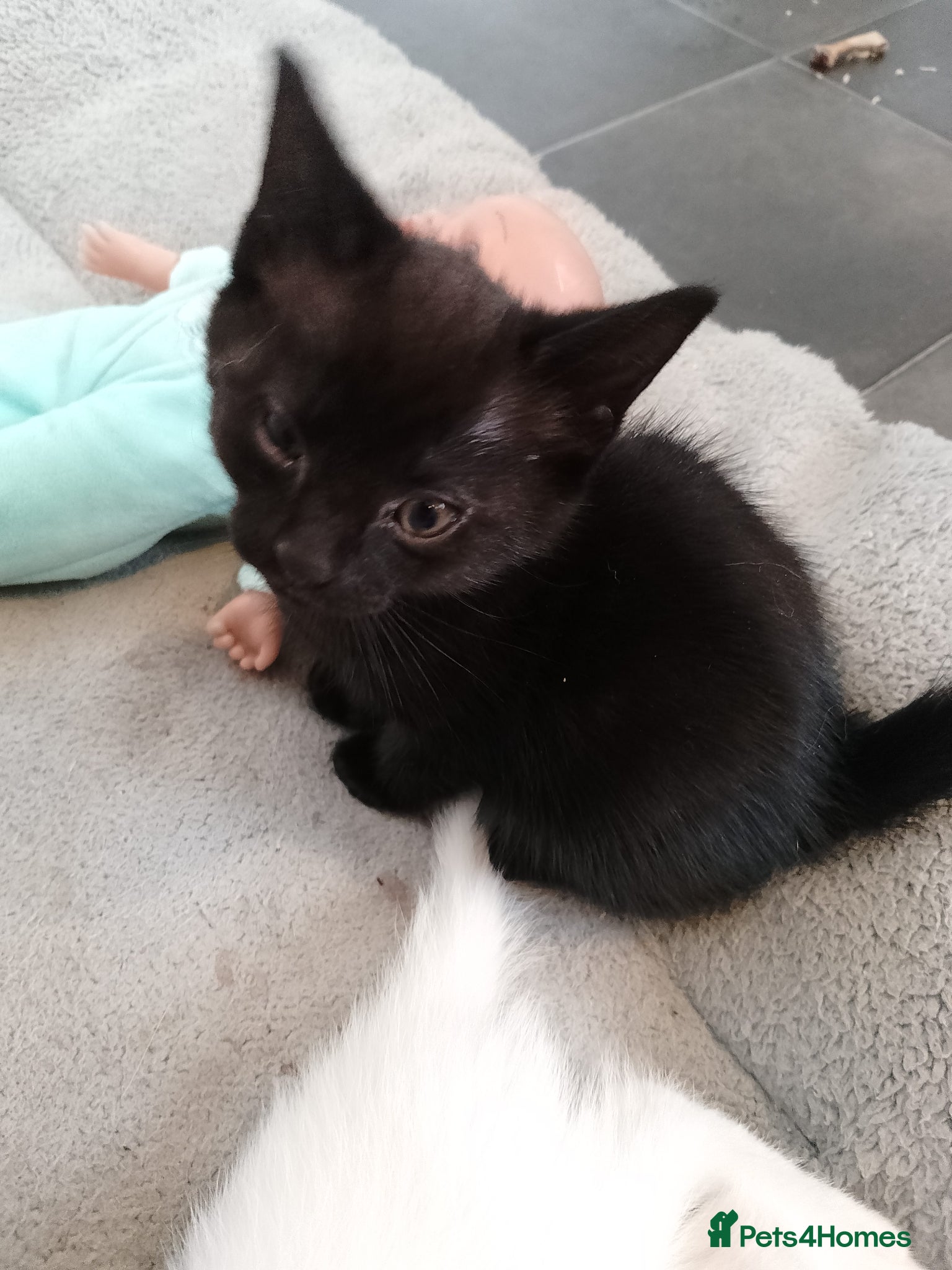 Mixed Breed cats for sale: Two kittens  - Advert 1
