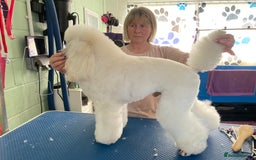Miniature Poodle dogs for stud: White Miniature Poodle. in Peterborough - Image 3
