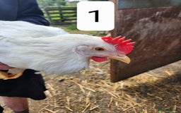 Chickens poultry for sale: Trios of pure bred chicken breeds - Image 9