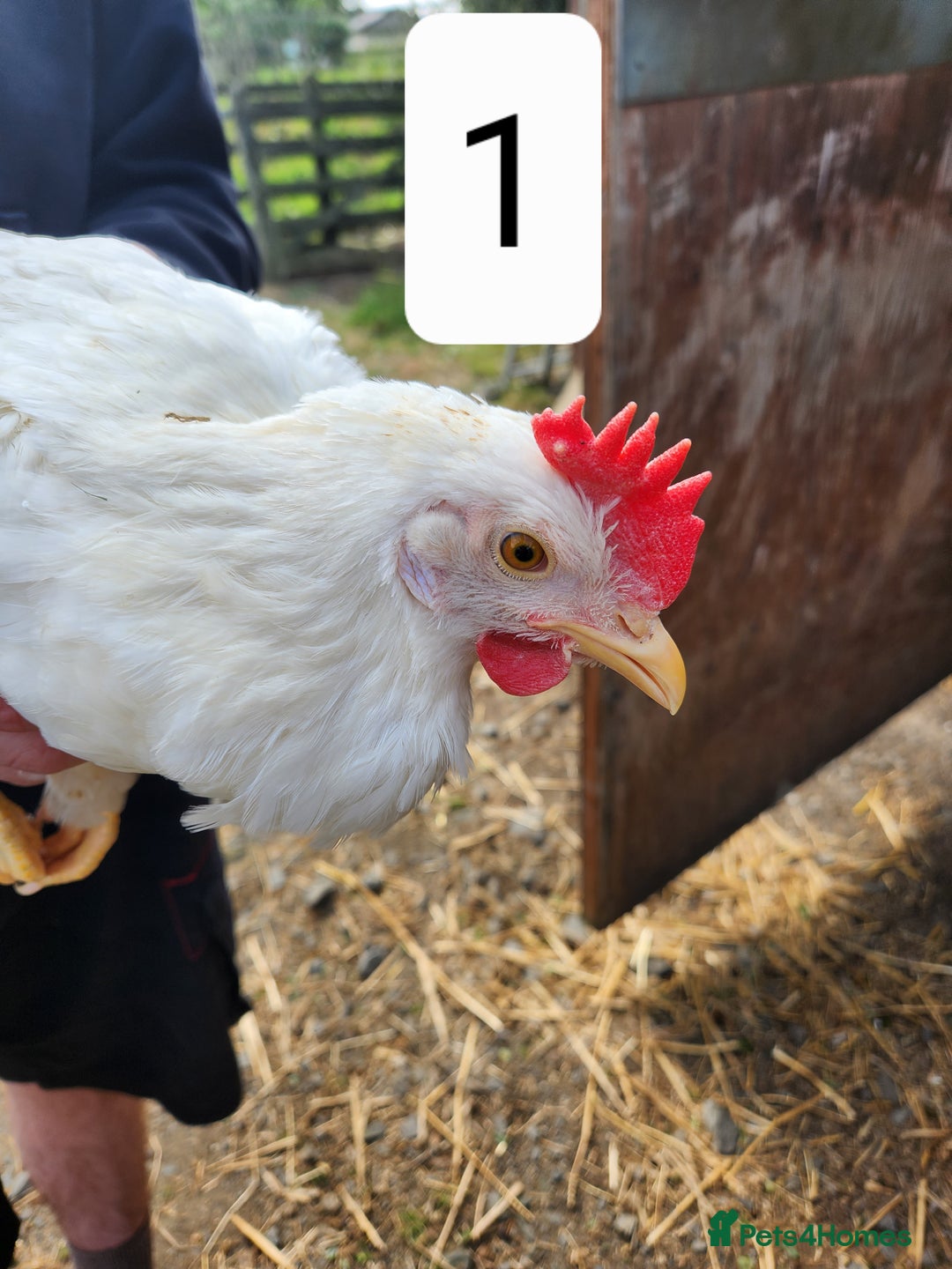 Chickens poultry for sale: Trios of pure bred chicken breeds - Image 9