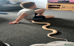 Corn Snake reptiles for sale: Corn snake - Image 4
