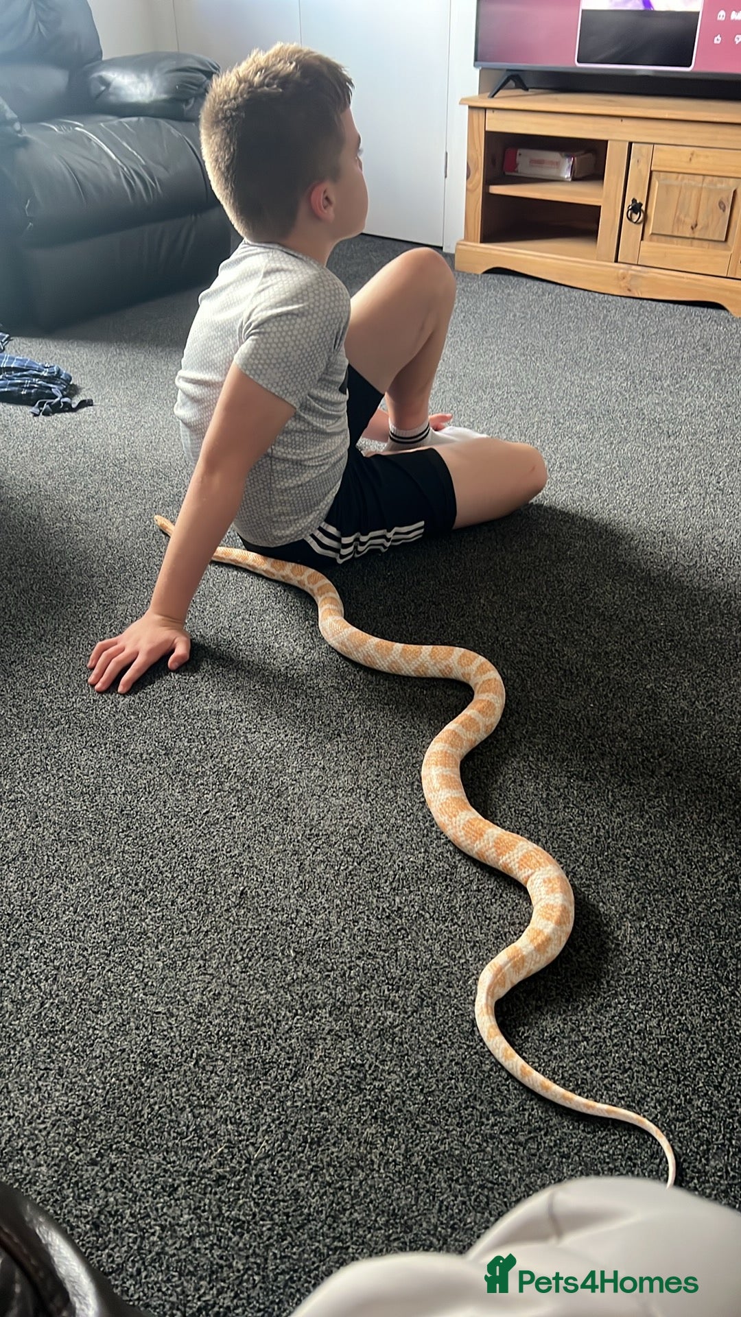 Corn Snake reptiles for sale: Corn snake - Image 4