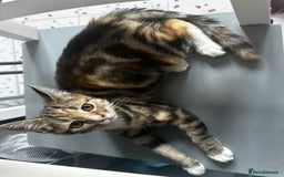 Bengal cats for sale: Beautiful kitten for sale  - Image 5
