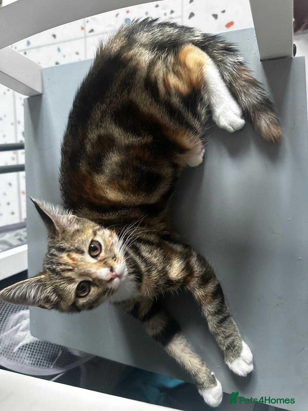 Bengal cats for sale: Beautiful kitten for sale  - Image 5