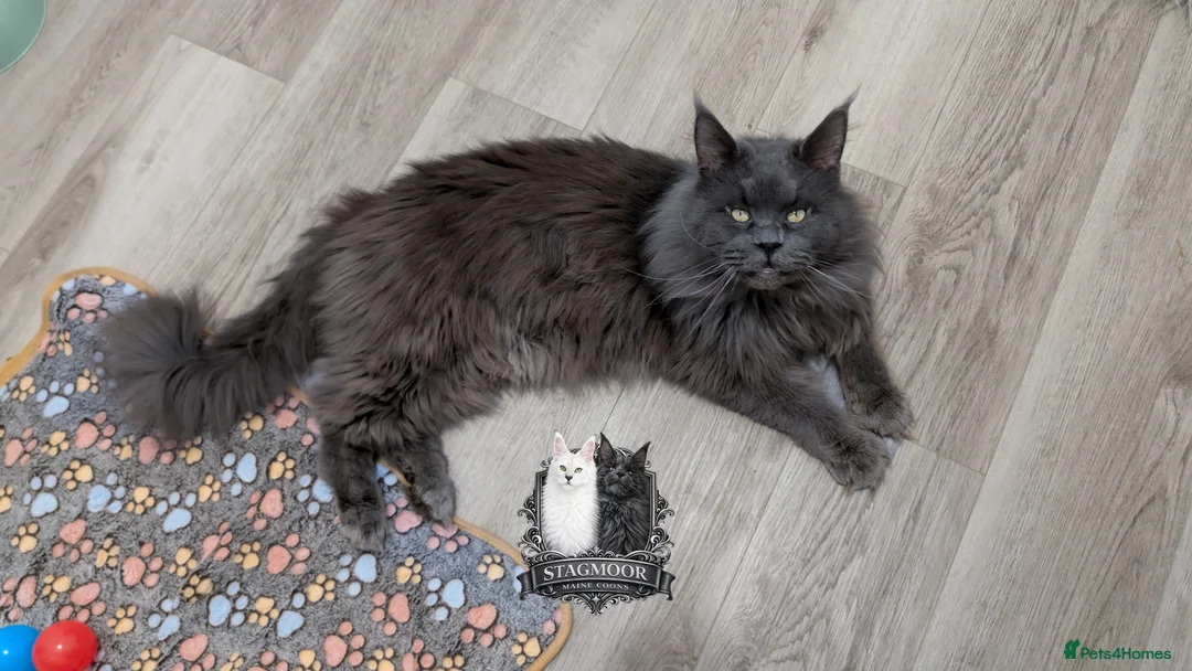Maine Coon cats for stud: Large Blue Smoke Maine Coon Stud GCCF/TICA  - Advert 3