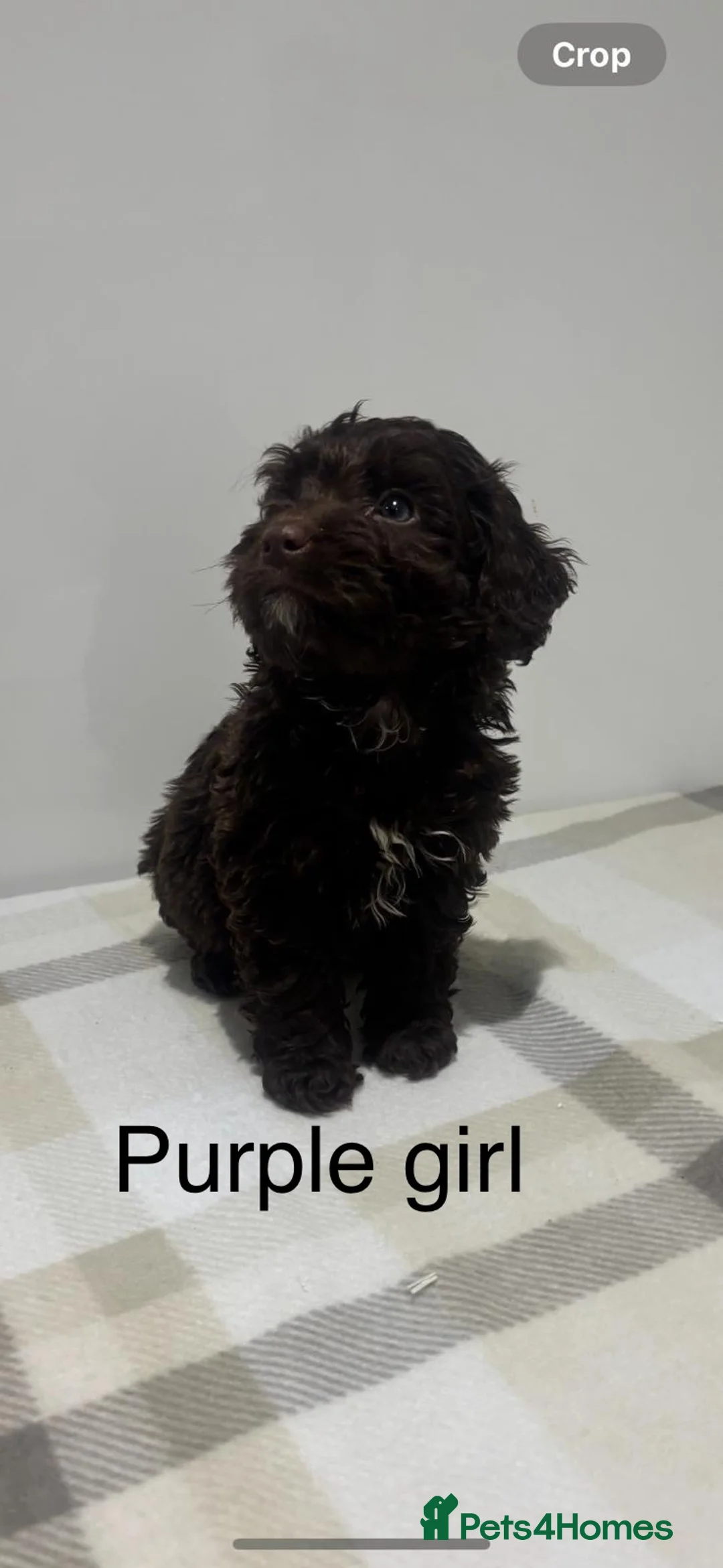 Cockapoo dogs for sale: Gorgeous F1 cockapoo - Advert 2