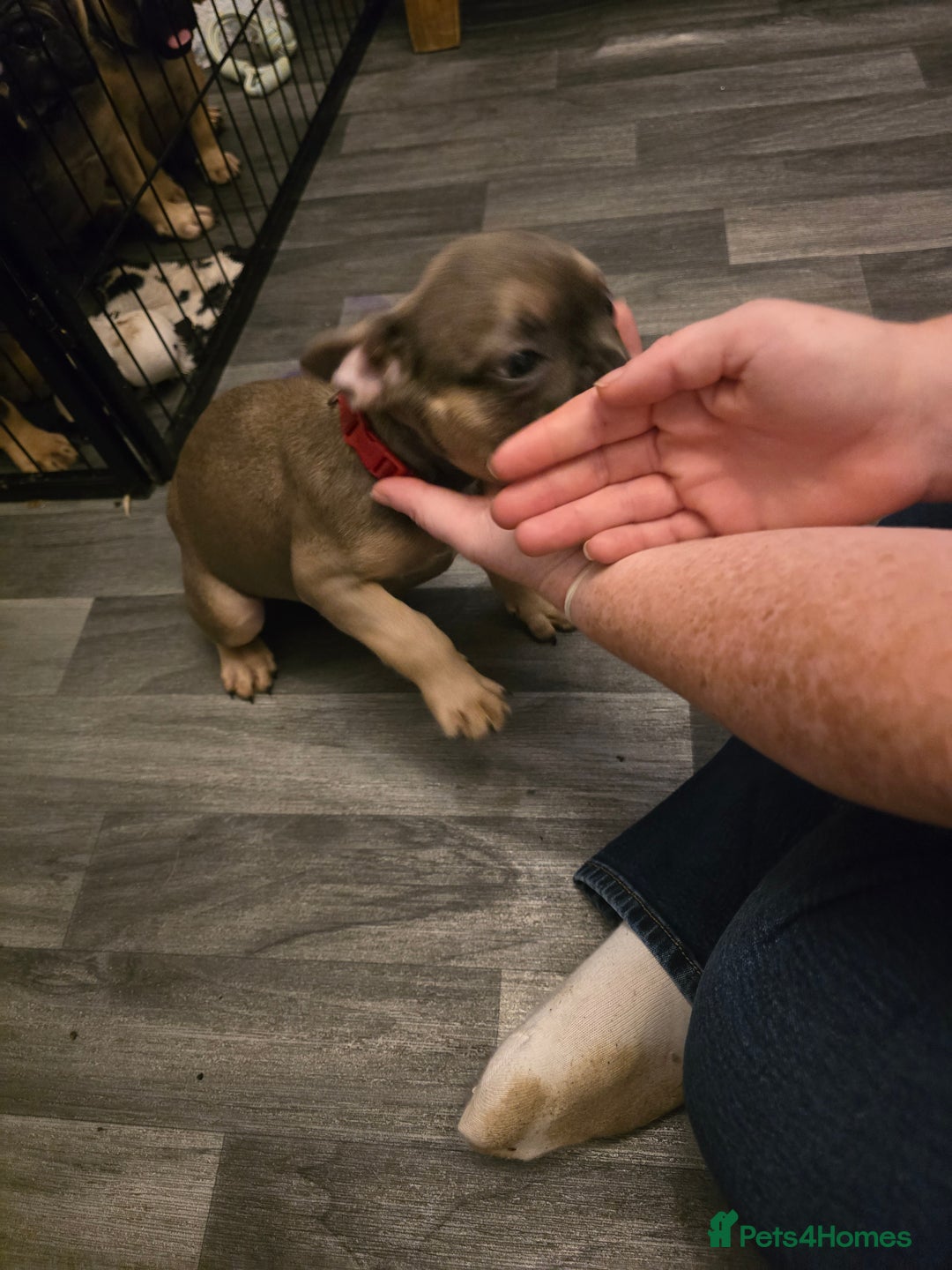 French Bulldog dogs for sale: Frenchie puppies - Image 24