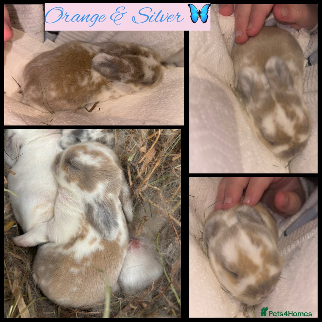 Mini Lop rabbits for sale: Mini Lop Butterfly new born bunnies  - Advert 5
