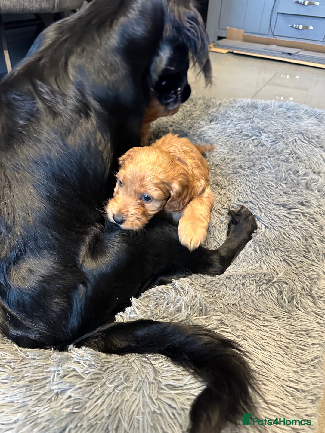 Cockapoo dogs for sale: F1 cockerpoo puppies  - Advert 15