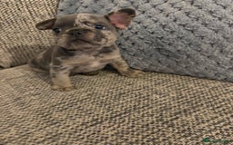 French Bulldog dogs for sale: All Male French’s Bulldog litter - Advert 12