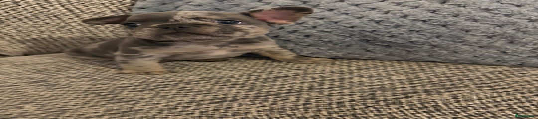 French Bulldog Puppy 2