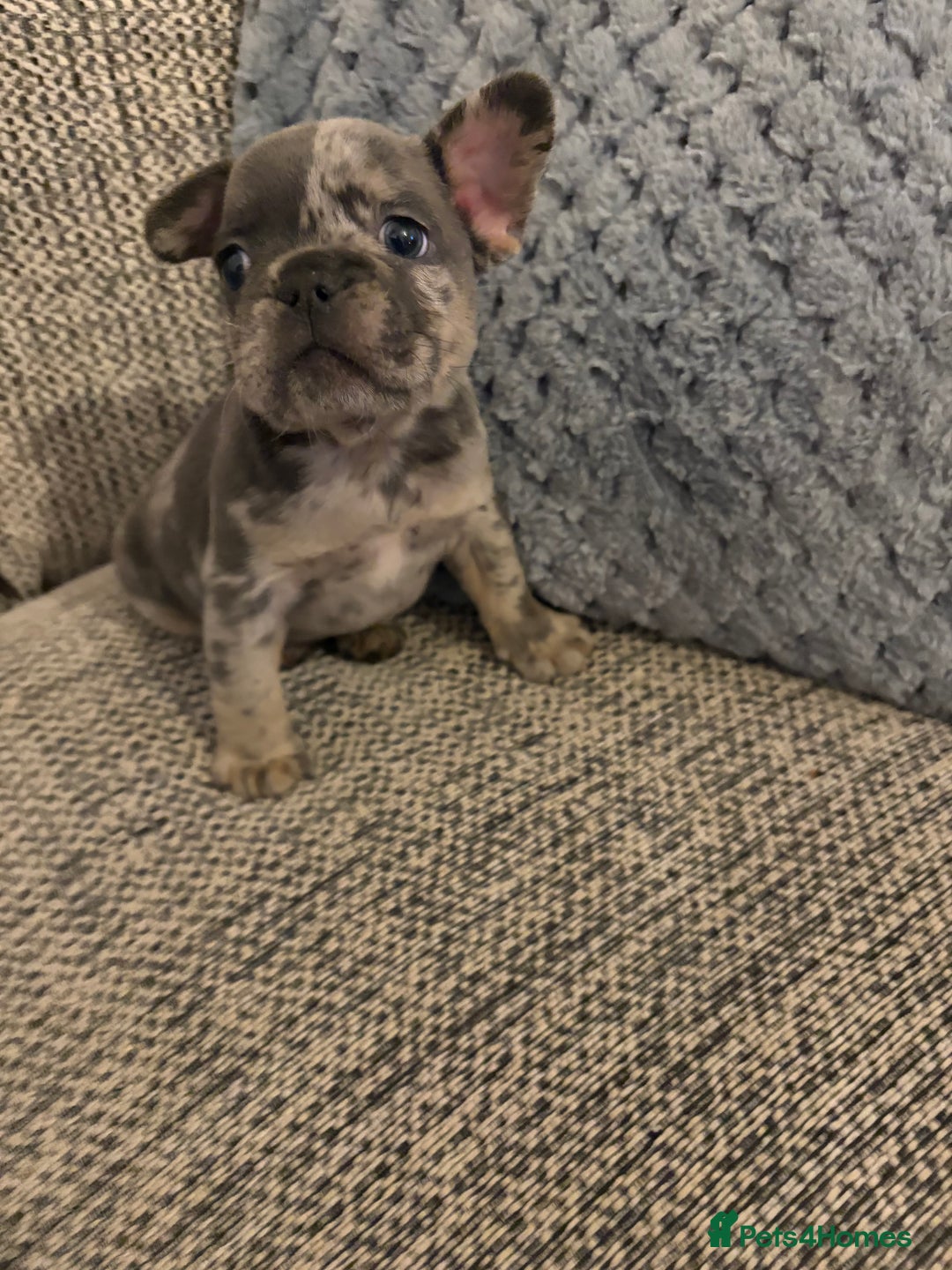 French Bulldog dogs for sale: All Male French’s Bulldog litter - Advert 12